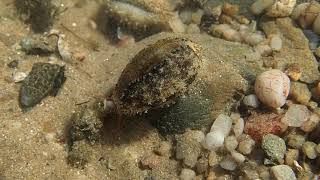 Cypraea errones  Wandering Cowry [upl. by Enedan]