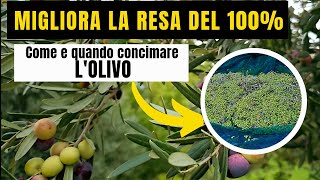 Concimazione OLIVO  MIGLIORA LA RESA GRAZIE AL CONCIME ORGANICO E MINERALE STUDIATO PER LULIVO [upl. by Orgalim]