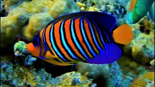 Royal angelfish Pygoplites diacanthus regal angelfish [upl. by Ortiz]