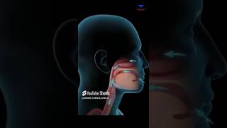 How respiration occurs in Human Body 🫁how shorts [upl. by Milo]