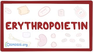 Erythropoietin [upl. by Nagorb]