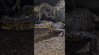 Caiman Finally Has a Full Belly shorts share trending subscribe reptiles caiman new food [upl. by Warring]