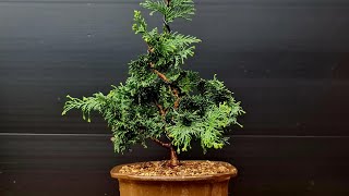 Repotting a Cypress Obtusa false cypressfrom gardencenter 695 euro [upl. by Hedy148]