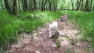 Outdoor Adventures of 2 Siamese Cats OffLeash amp Running Compilation [upl. by Nehgaem]