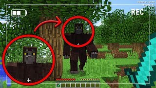 We Found SCP 1000 in Minecraft and CAPTURED HIM BIGFOOT [upl. by Penman787]