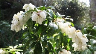 2016 3 19 馬酔木 Japanese andromeda Pieris japonica leaf Bonsai [upl. by Inness]