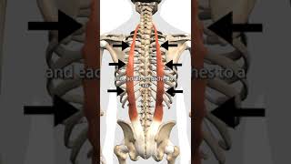 The Erector Spinae Muscles [upl. by Sol]