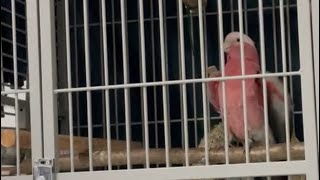 Talking time Mya the Galah Parrot Kakadu cockatoo Papagei [upl. by Annuahsal325]