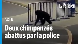 Colombie  Pancho et Chita deux chimpanzés échappés d’un zoo abattus par la police [upl. by Llerat]