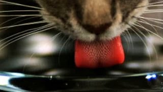 Katzenzunge  Trailer Schulfilm Biologie [upl. by Novej603]