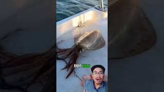 Wow this is how to kill squid very easily and simply many people dont know squidding fishing [upl. by Thetes]