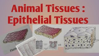 Animal Tissues  Epithelial Tissues [upl. by Adahs]