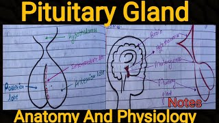 Notes Of Pituitary Gland Anatomy and physiology [upl. by Ennasirk]