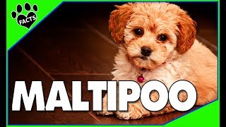 Maltipoo Facts and Information  Poodle Maltese Mix  Dogs 101 [upl. by Ahseinod900]