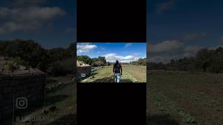 Fennel farming sardinia family homestead farming [upl. by Catherine]