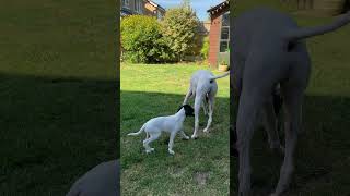 Cute English Pointers puppy playing [upl. by Lee508]