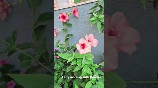 Purple Allamanda flowers plants morningmotivation trending balconygarden [upl. by Clevie]