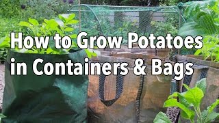 Growing Potatoes in Containers  How to Grow Potatoes in Bags or Pots [upl. by Skardol]