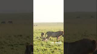 Lion vs Hyenas  Zebra Carcass Fight [upl. by Timothea457]