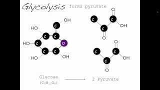 Introduction to lactic acid Lactic acid series part 1 [upl. by Cochard]