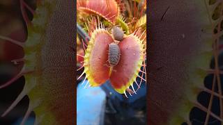 Epic Fail Venus Flytraps vs Woodlice insecteatingplant nature carnivorousplant flytrap [upl. by Fabian951]