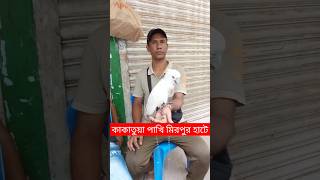 কাকাতুয়া পাখি মিরপুর হাটে  Mirpur 1 Pakhir Hat  Pakhi  পাখি  Cacktoo Pakhi  Tiya Pakhi shorts [upl. by Anselma]