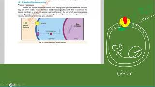 Mode of Hormone action xii Biology National book Foundation Federal board [upl. by Ara10]