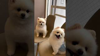 Pomeranian Dog Market Full Address  Best Dog Market in India  Pomeranian Dog Price In India india [upl. by Winwaloe]