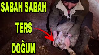 SABAH SABAH TERS DOĞUMSON ANDA YETİŞTİMBİTEÇEK Mİ  BU İŞ [upl. by Llesig]