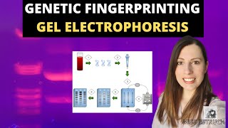 GENETIC FINGERPRINTING Alevel Biology Gel electrophoresis VNTRs and the uses [upl. by Ellmyer805]