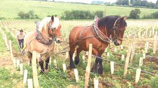 Mamers 72  labours dans les vignes par des chevaux de trait [upl. by Anolla135]