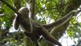 Ecuadorian whitefronted capuchin Cebus albifrons aequatorialis [upl. by Coombs]