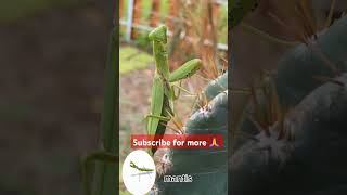 episode 199 mantis explore forest nature cambodia asia insects reelsfb reelsfyp [upl. by Kalil983]