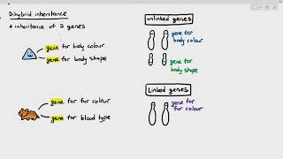 1611 Intro to Dihybrid Inheritance Linked amp Unlinked Genes Cambridge AS A Level Biology 9700 [upl. by Aitel]