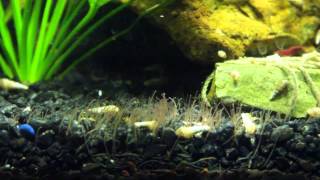 Tons of Detritus Worms in an aquarium [upl. by Shenan895]