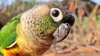 My videos can make your bird happy  green cheek conure yellow sided [upl. by Ajiat]