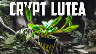 How to Care for Cryptocoryne Lutea  Easy Low Light Crypt for Beginners [upl. by Nahtam868]