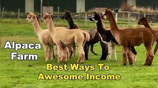 Alpaca Farm  Best Ways To Awesome Income [upl. by Wenoa]