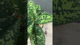 Homalomena Camouflage  Indonesiaplantscom  Tropical Houseplants [upl. by Dickerson166]