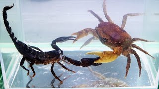 Crab vs Scorpion Underwater  Caranguejo vs Escorpião [upl. by Valenba]