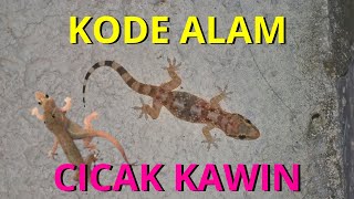 EREK EREK CICAK KAWIN 2D 3D 4D  KODE ALAM CICAK  TAFSIR MIMPI CICAK [upl. by Ealasaid]