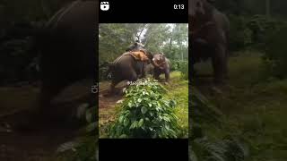 Dare Devil ಅಭಿಮನ್ಯು 💥💪 abhimanyu dasra animals 2024shorts entertainment elephant [upl. by Brod]