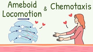 Ameboid Movement of the Cell  Chemotaxis  Ameboid Locomotion Animation  Chemotactic Substance [upl. by Nnod]