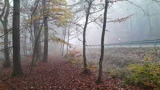 Biorégion ArdennesEifel 106 Début du Parc de lEifel chemin parallèle à la route Bien [upl. by Asenej]