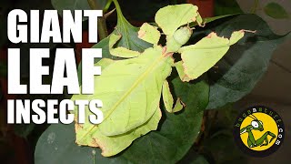 Giant leaf insects [upl. by Adiesirb]