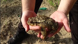 Sapo gigante Bufo spinosus Ya es un príncipe GONZALO [upl. by Aztiraj]