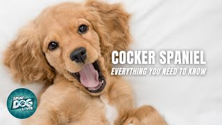 Cocker Spaniel Dogs 101  Everything You Need to Know [upl. by Enilemme265]