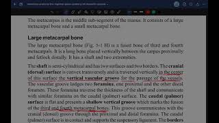 ANATOMY LARGE METACARPAL OF OX Theory For BVSc First Year Students [upl. by Ahsatam922]