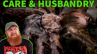 How To Care For the Texas Brown Tarantula Aphonopelma hentzi Husbandry [upl. by Htebsil]