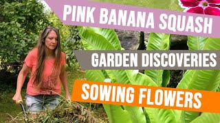 Pink Banana Squash  Discoveries  Sowing Flowers [upl. by Brewer75]